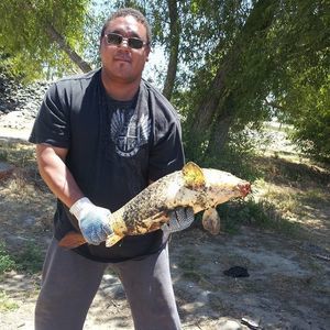 Meet your Posher, Dylan